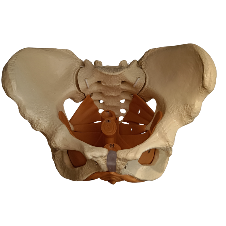 © Larissa Hofzumberge